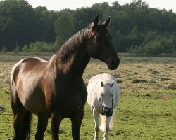 dressage horse Dora (Oldenburg, 2004, from Danny Wilde)