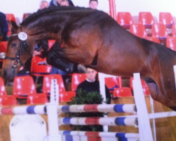 stallion Checkland (Oldenburg, 2007, from Check In 2)