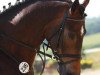 dressage horse Lou Wega 2 (Hanoverian, 2006, from Lauries Crusador xx)