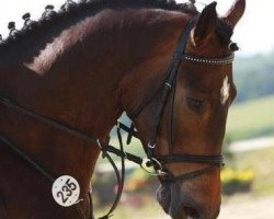 dressage horse Lou Wega 2 (Hanoverian, 2006, from Lauries Crusador xx)