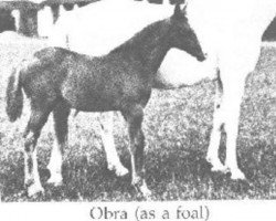 Zuchtstute Obra 1933 ox (Vollblutaraber, 1933, von Hardy 1926 ox)