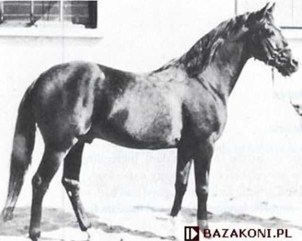 Deckhengst Almanzor ox (Vollblutaraber, 1909, von Athos ox)