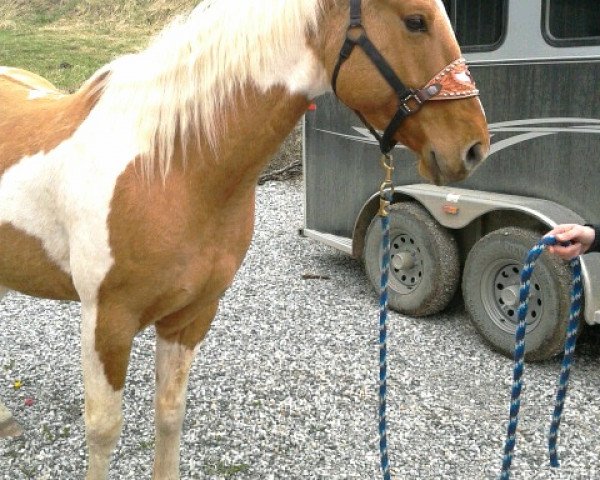 horse PB Fritz Bonanza (Paint Horse, 2007, from BH Pats Threebars)