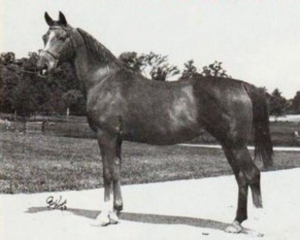 broodmare Elokwencja 1957 ox (Arabian thoroughbred, 1957, from Rozmaryn ox)