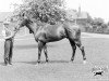 horse Colorado xx (Thoroughbred, 1923, from Phalaris xx)