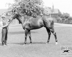 stallion Colorado xx (Thoroughbred, 1923, from Phalaris xx)