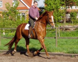 broodmare Weltfee (Hanoverian, 1998, from Weltmeyer)