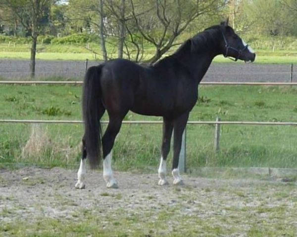 stallion Bacardi II VDL (KWPN (Royal Dutch Sporthorse), 2006, from Chin Chin)