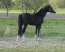 stallion Bacardi II VDL (KWPN (Royal Dutch Sporthorse), 2006, from Chin Chin)