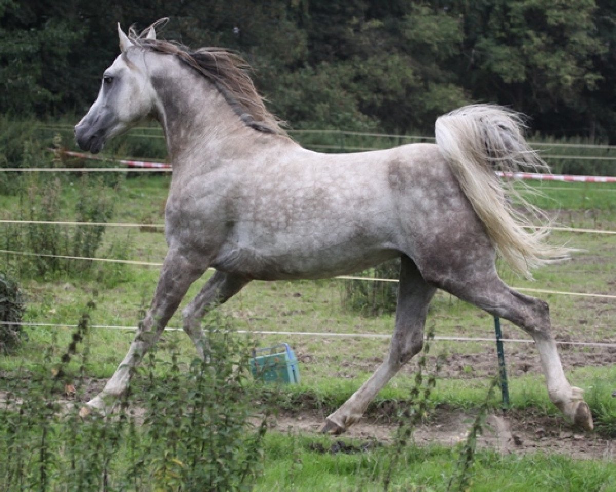 stallion Ghabri Shamal 2004 ox (Arabian purebred, 2004, from Rikis Shabri 1993 ox)