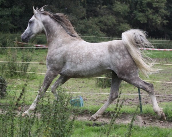 stallion Ghabri Shamal 2004 ox (Arabian thoroughbred, 2004, from Rikis Shabri 1993 ox)