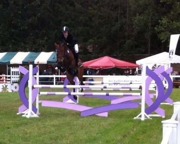 jumper Camelino (German Sport Horse, 2005, from Casander)