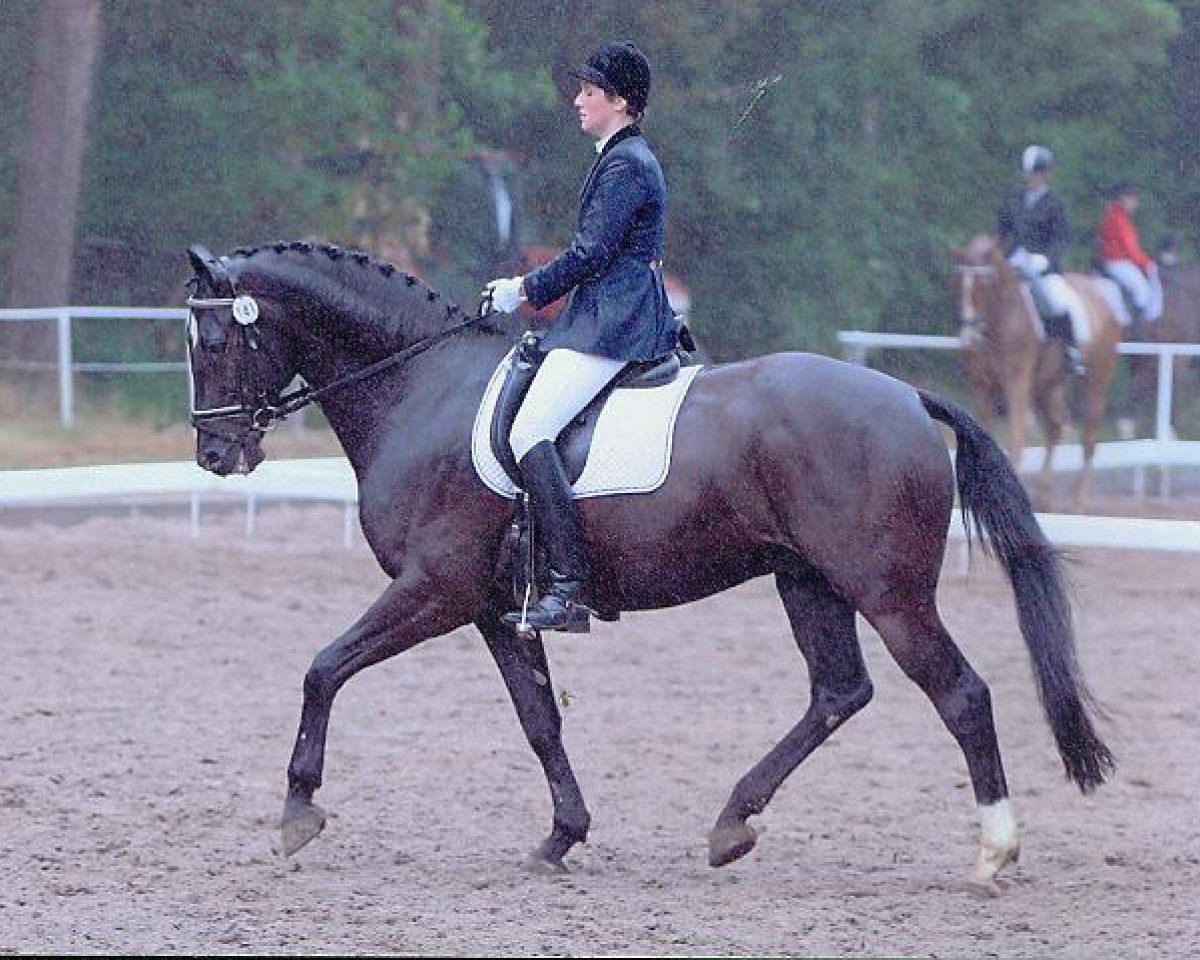 Springpferd Escobar (Hannoveraner, 1996, von Escudo II)