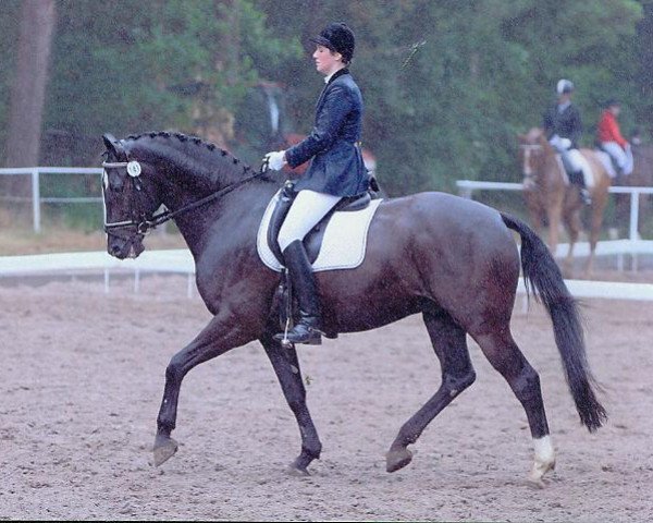 jumper Escobar (Hanoverian, 1996, from Escudo II)