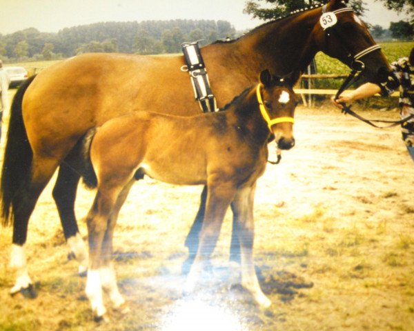 horse White Star 41 (Westphalian, 1997, from Weltrat)