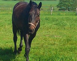 Pferd Berberys (Polnisches Warmblut, 2004)