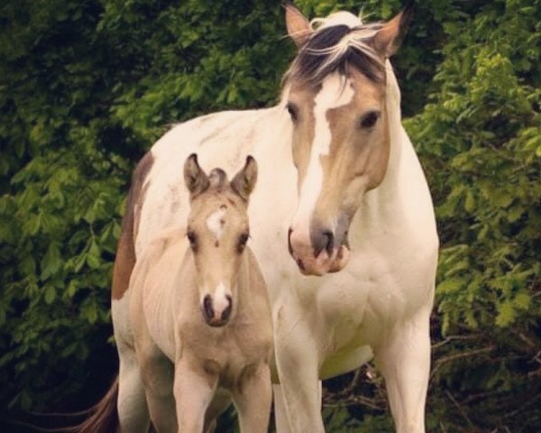 Zuchtstute Mc Jonnas Impuls Kt (KWPN (Niederländisches Warmblut), 2013, von McJonnas)