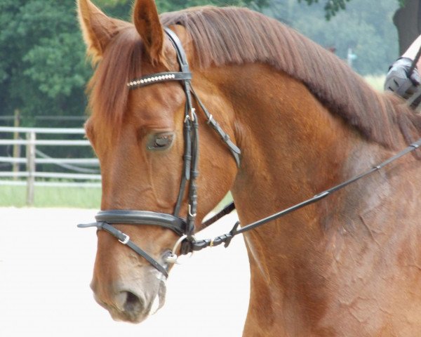 horse Lenni (Hanoverian, 2008, from Hengst von Landessieger)