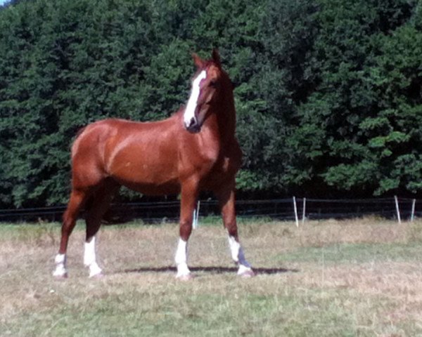 horse Zeno (Hanoverian, 2001, from Zacharias)