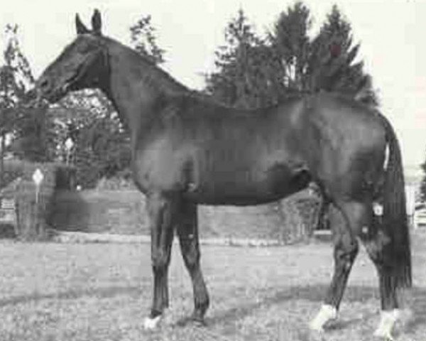 stallion Faritchou AA (Anglo-Arabs, 1971, from Rio Negro AA)
