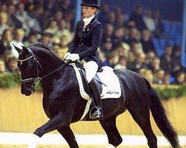 dressage horse Dr. Doolittle 45 (Hanoverian, 1999, from Donnerhall)