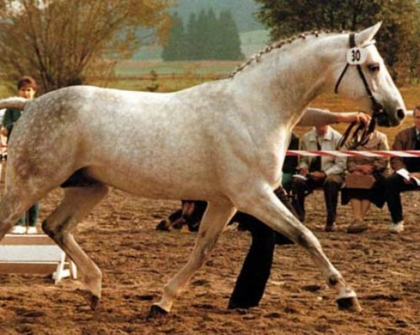 stallion Argentan II (Hanoverian, 1975, from Absatz)
