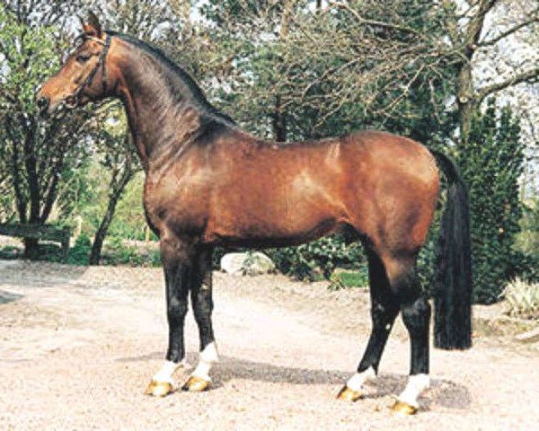 dressage horse Pinocchio (Westphalian, 1982, from Pilot)