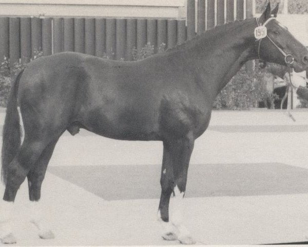 stallion Urquell (Westphalian, 1976, from Usus)