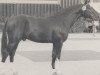 stallion Urquell (Westphalian, 1976, from Usus)