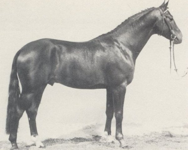 stallion Ulan (Westphalian, 1980, from Urquell)