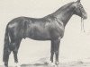 stallion Ulan (Westphalian, 1980, from Urquell)