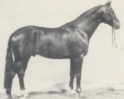 stallion Ulan (Westphalian, 1980, from Urquell)