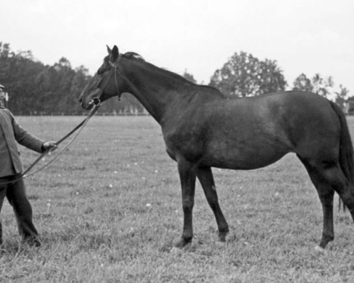 broodmare Thyra (Trak. V 683) (Trakehner, 1924, from Elsaesser)