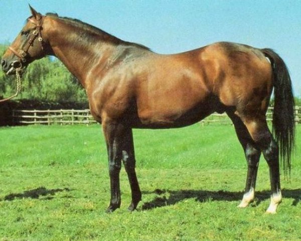 stallion Northern Treat xx (Thoroughbred, 1976, from Northern Dancer xx)
