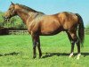 stallion Northern Treat xx (Thoroughbred, 1976, from Northern Dancer xx)