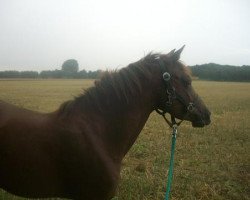 dressage horse Reminess (Deutsches Reitpony, 2006, from Oosteinds Ricky)