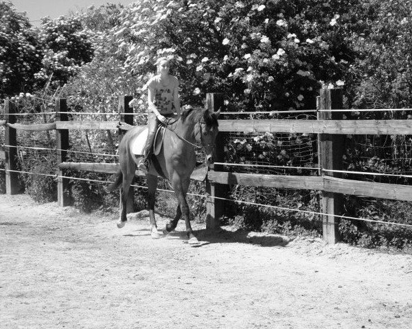 broodmare Laura (Hanoverian, 1997, from Laurius 3)