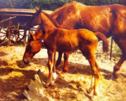 Zuchtstute Savannah (Oldenburger, 1992, von Sacramento Son)