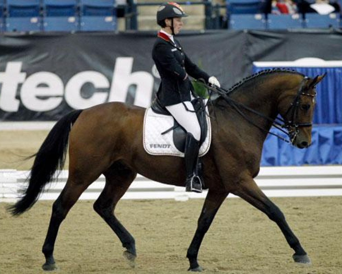 Dressurpferd Don Turner (Hessisches Warmblut, 2002, von Dartagnan)