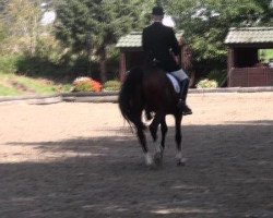 dressage horse Dandelion 18 (Oldenburg, 2003, from Dimension)