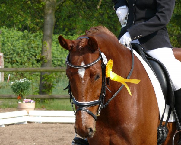 dressage horse Florentine Cana (Hanoverian, 2002, from Fabriano)