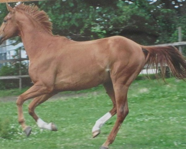 Springpferd Esprit 365 (Württemberger, 2006, von Epikur)