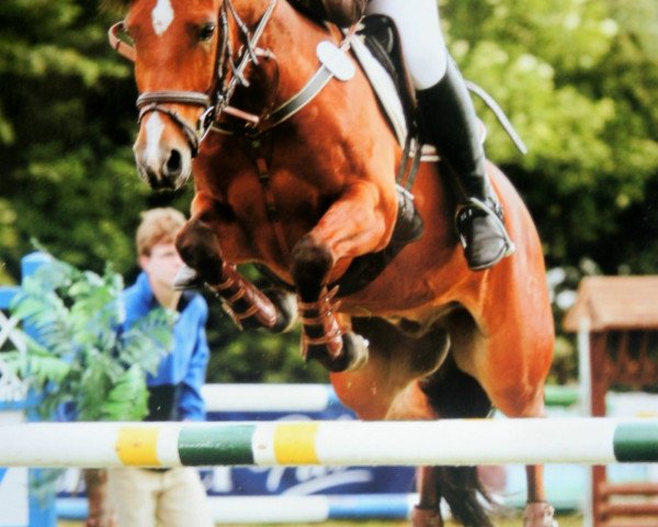 jumper Pepe (German Riding Pony, 1998, from Prinzipal)