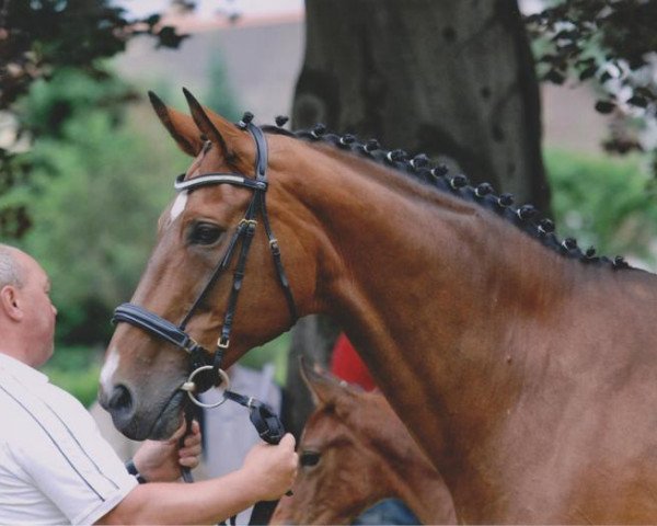 broodmare Dongola (Sachse, 1994, from Pierot II)