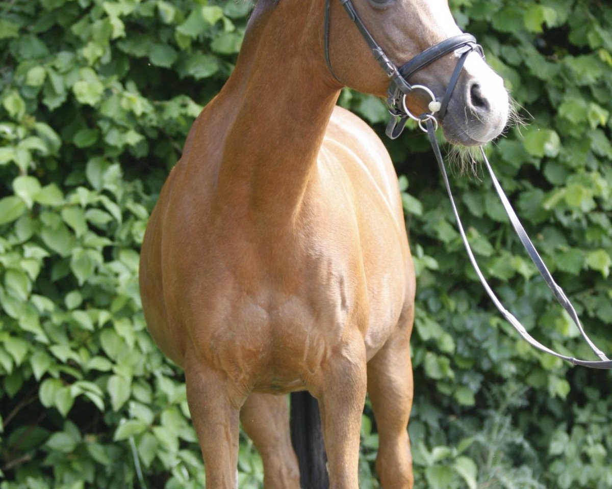 Zuchtstute Alina (Deutsches Reitpony, 1991, von Amadeus)