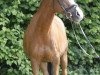broodmare Alina (German Riding Pony, 1991, from Amadeus)
