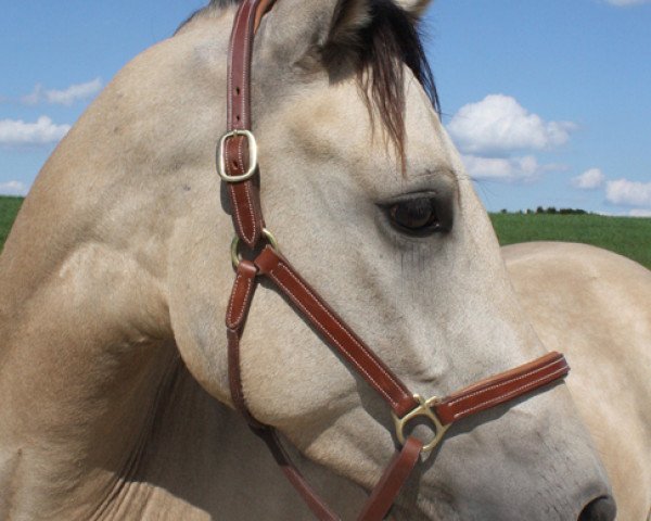 dressage horse Carlo de Luxe (German Riding Pony, 2009, from FS Champion de Luxe)