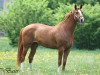 dressage horse Weil ich ein Mädchen bin (Hanoverian, 2004, from Wyclef Jones)