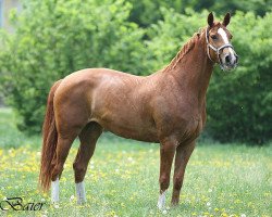 dressage horse Weil ich ein Mädchen bin (Hanoverian, 2004, from Wyclef Jones)