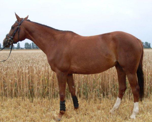 jumper Dschaina (German Sport Horse, 2003, from Domenico xx)
